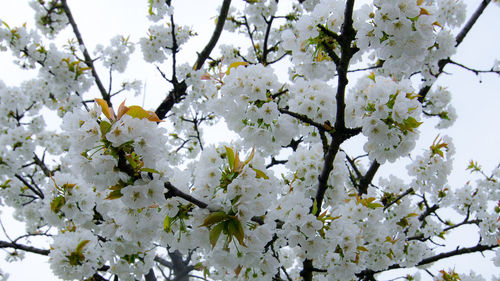 Low angle view of tree against sky