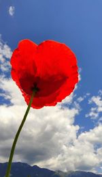 Close-up of red poppy against sky