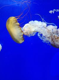 High angle view of jellyfish swimming in sea