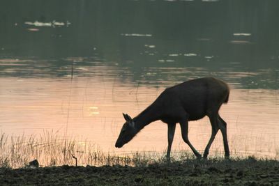 Horse on water at sunset