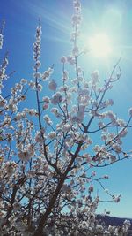 Low angle view of blooming tree against blue sky