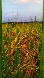 Close-up of crops growing on field against sky