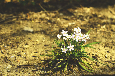 Close-up of flowers blooming on field