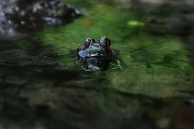 Portrait of frog in lake