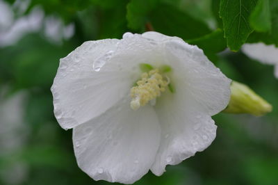 Close-up of wet white rose flower