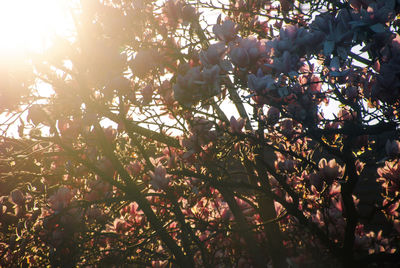 Low angle view of trees