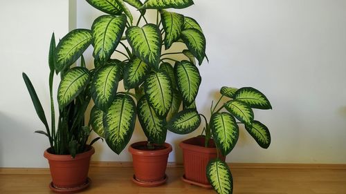 Close-up of potted plant on table at home