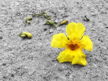 Yellow flower growing on field