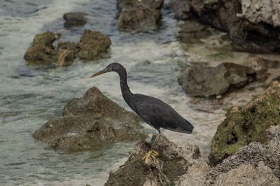 Bird perching on rock