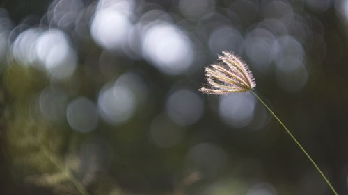 Close-up of dry leaves on plant