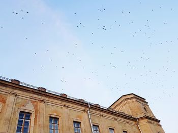 Low angle view of birds flying against sky