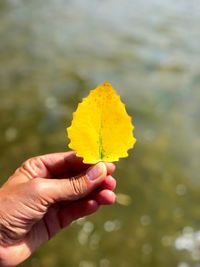 Cropped hand holding yellow leaf against lake