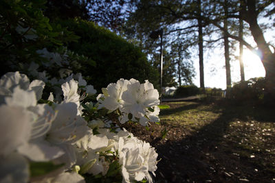 Close-up of white flowers blooming in park