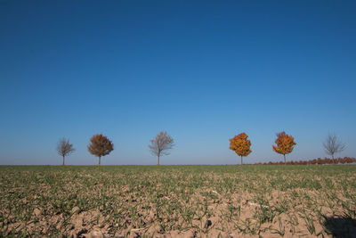 Scenic view of field against clear blue sky