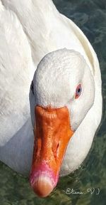 Close-up of bird