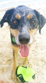 Close-up portrait of dog with toy at beach