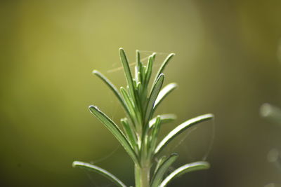 Close-up of raindrops on plant