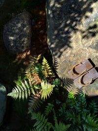 Close-up of plants