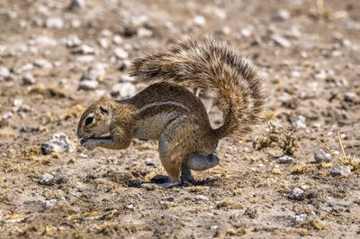 Squirrel on field