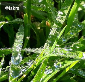 Close-up of wet plants