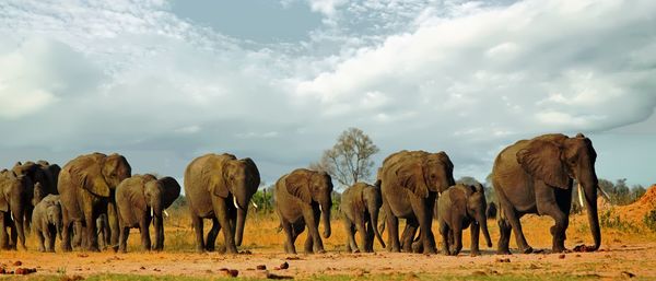 Panoramic view of elephant on field against sky