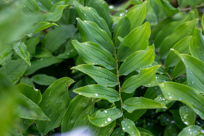 Close-up of wet plant leaves