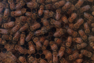 Full frame shot of bees on beehive