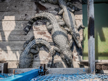 Directly above shot of crocodiles on pier