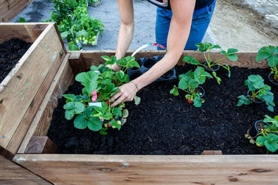 Cropped hands planting crops at vegetable garden