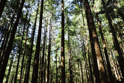 Low angle view of trees in forest