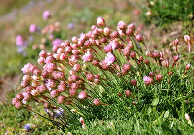 Close-up of pink flowering plants on field