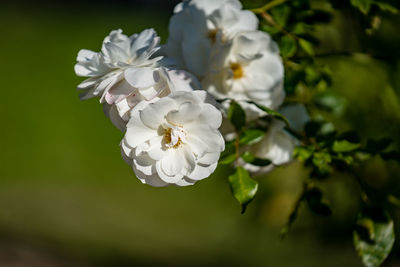 Close-up of white flowers blooming outdoors