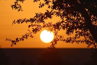 Low angle view of silhouette tree against orange sky