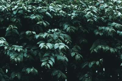 Full frame shot of plants