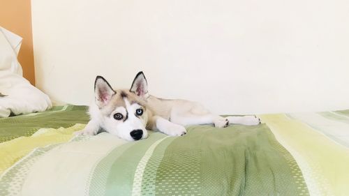 Portrait of white dog lying on bed at home