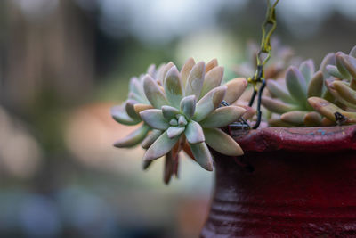 Close-up of succulent plant