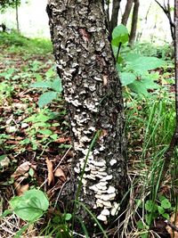 Close-up of lizard on tree trunk in field