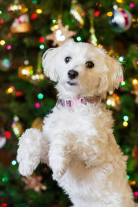 Close-up portrait of dog standing against illuminated christmas tree