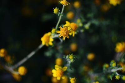 Close-up of yellow flowering plant