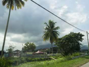 Palm trees and plants by building against sky