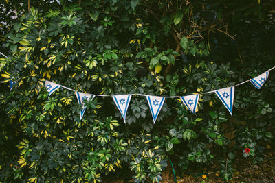 Close-up of potted plants hanging from tree