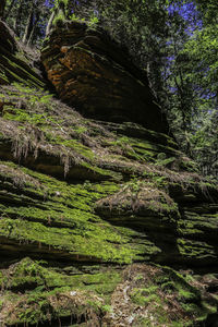 Scenic view of rocks in forest