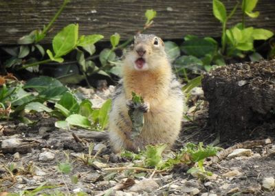 Close-up of ground squirrel on field