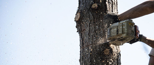 Low angle view of frozen tree against sky