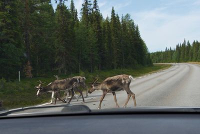 Horses on road amidst trees seen through car windshield