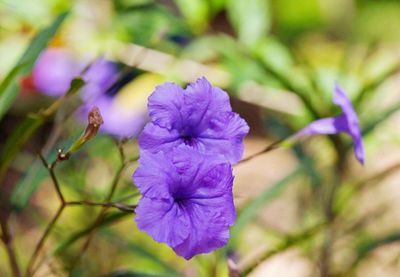 Close-up of purple iris blooming outdoors