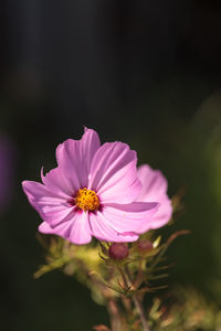 Close-up of pink daisy blooming outdoors