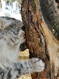 Close-up of a cat