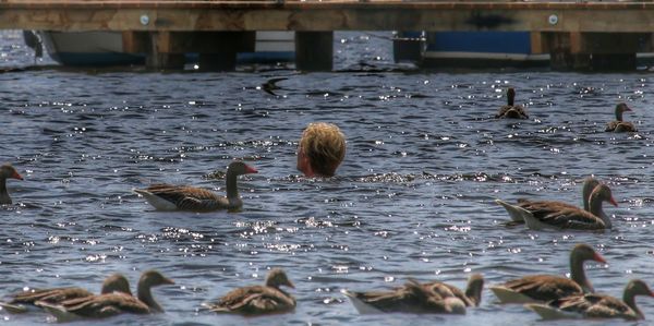 Birds in water