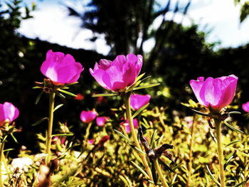 Close-up of pink crocus blooming outdoors